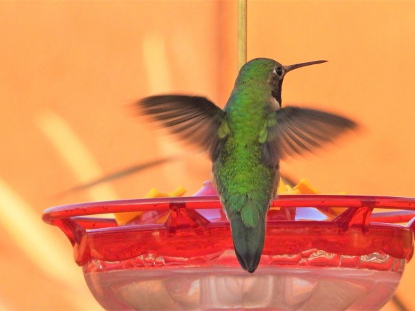 Broad-tailed Hummingbird