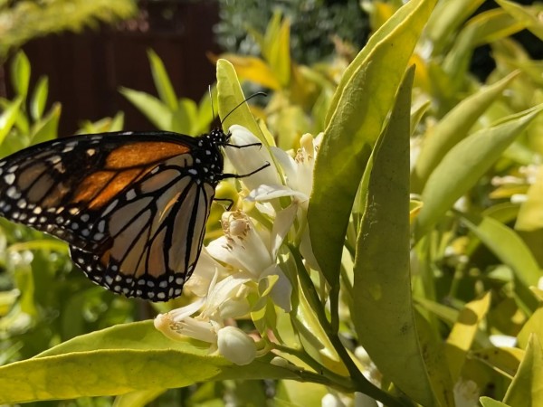 Monarch Butterfly 