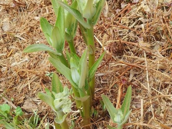 Showy Milkweed
