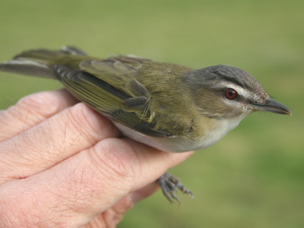 Red-eyed Vireo