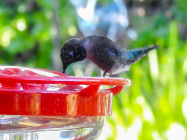 Black-chinned Hummingbird