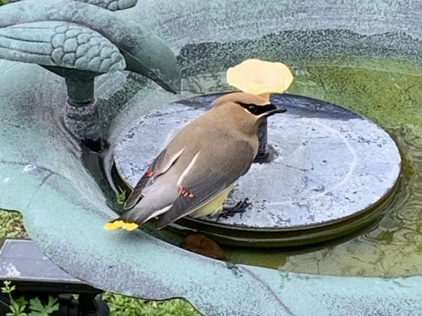 Cedar Waxwing
