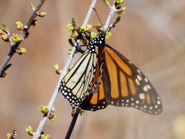 Monarch in New Mexico