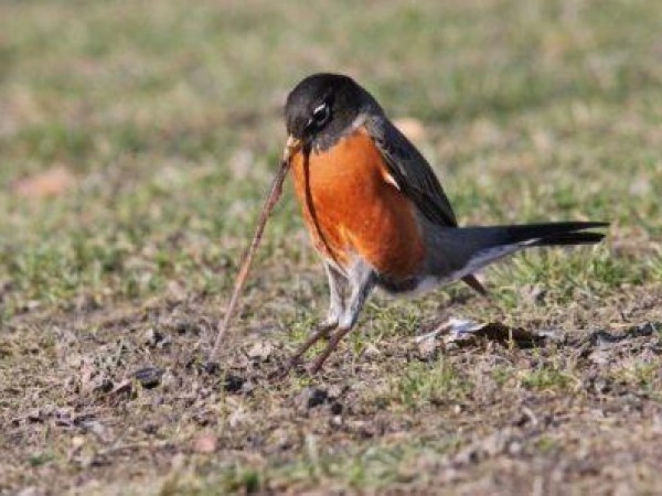 American Robin eating a worm