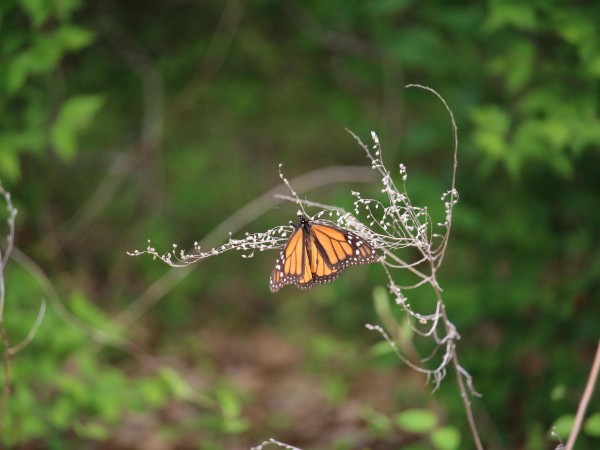 Monarch in Oklahoma