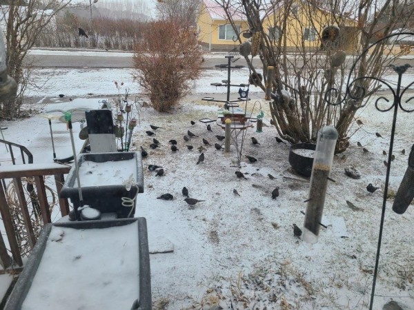 Red-winged Blackbird