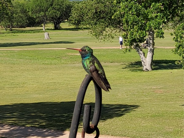 Broad-billed Hummingbird