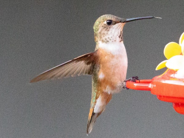 Rufous Hummingbird 