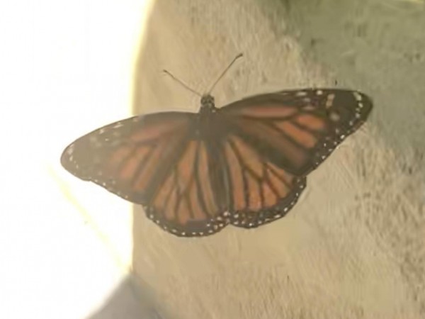Monarch Butterfly 