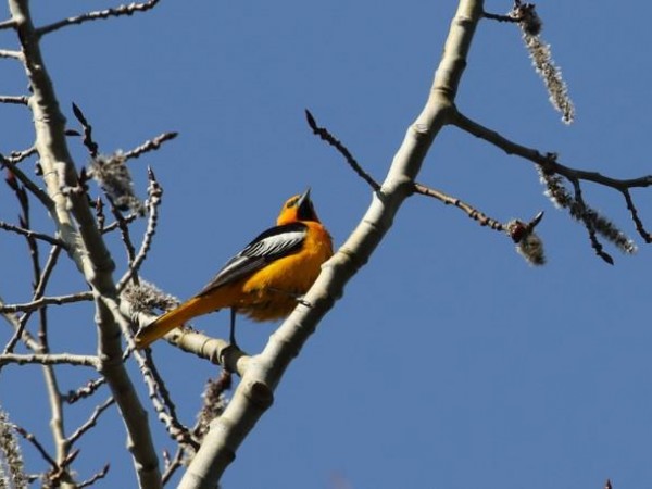 Bullock's Oriole