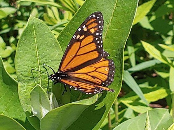Monarch Butterfly 