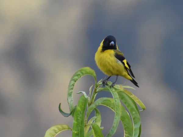 Black-headed Siskin