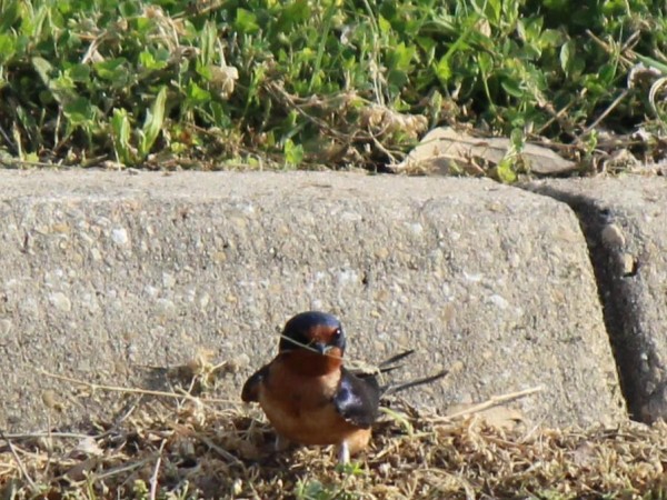 Barn Swallow