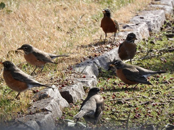 American Robins