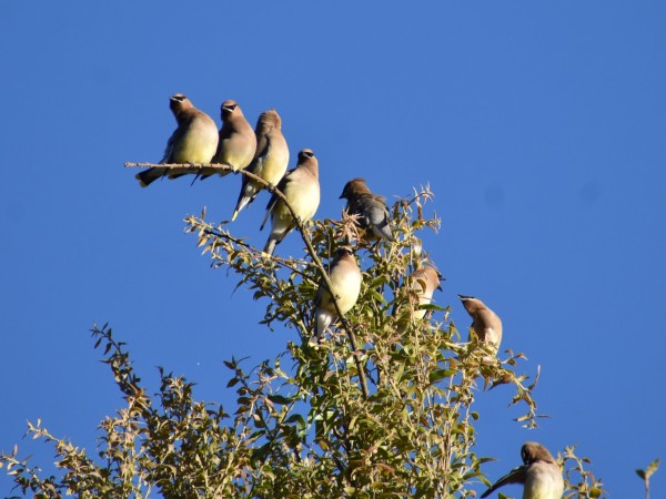 Cedar Waxwings