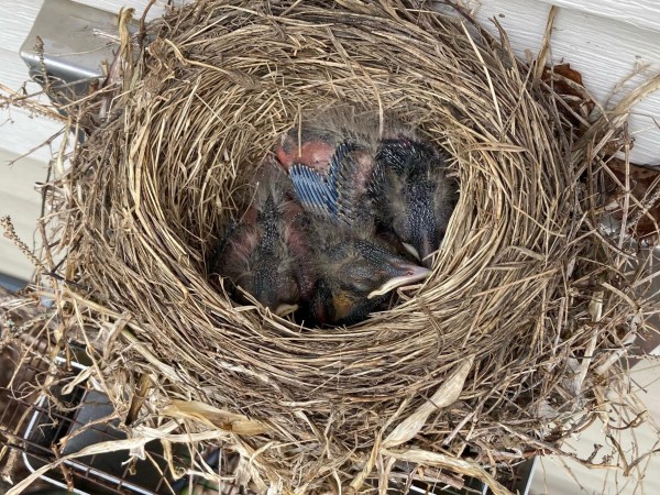 American Robin nestlings
