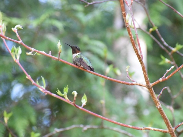 Ruby-throated Hummingbird