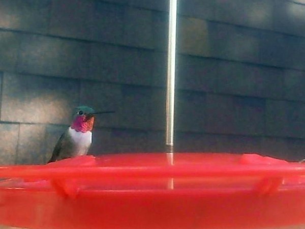 Broad-tailed Hummingbird