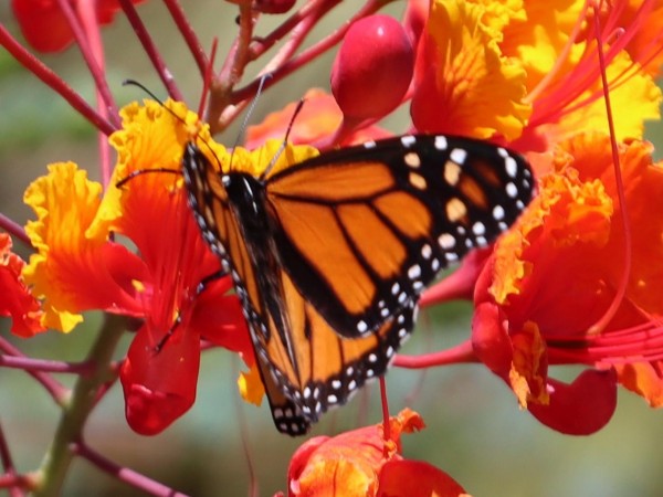 Monarch Butterfly 
