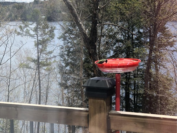 Ruby-throated Hummingbird