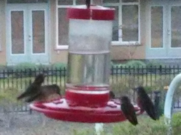 Rufous and Calliope Hummingbirds 