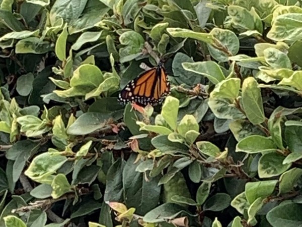 Monarch Butterfly 