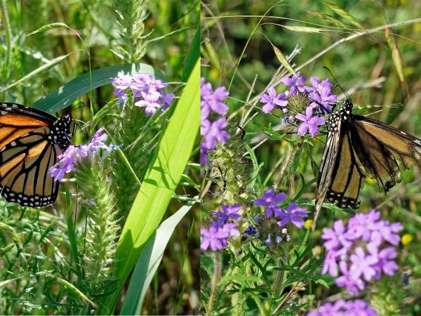 Monarchs nectaring