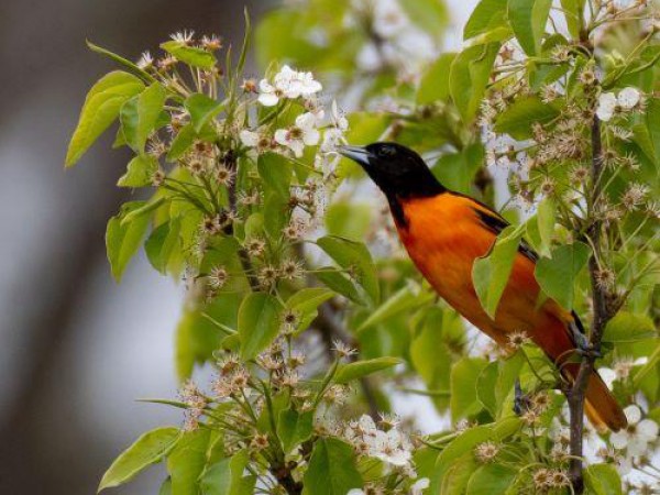 Baltimore Oriole in New York