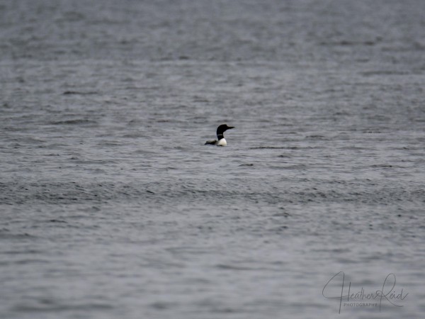Common Loon