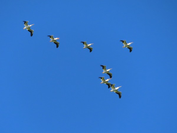 American White Pelicans