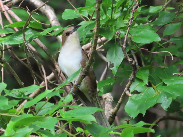 Black-billed Cuckoo