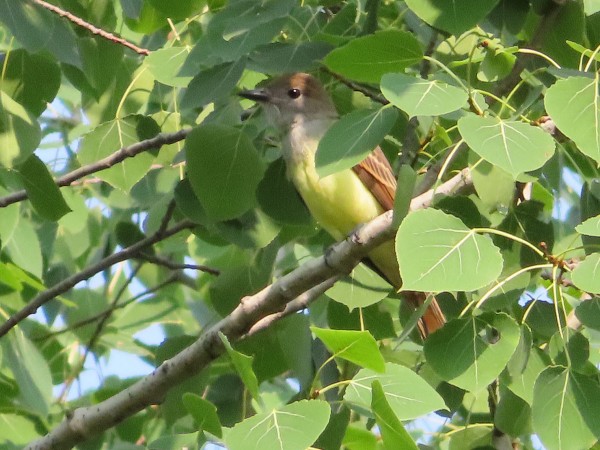 Great Crested Flycatcher