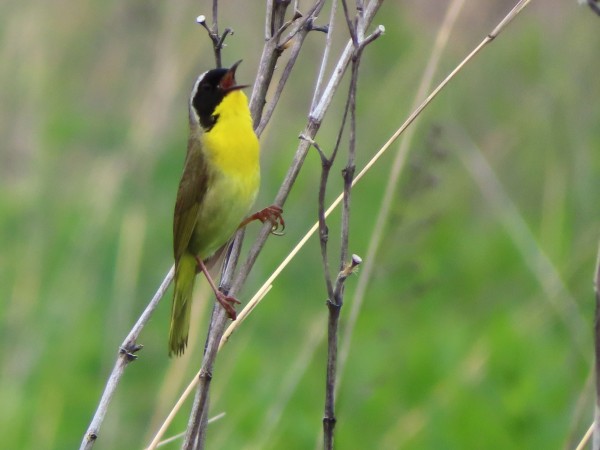 Common Yellowthroat 