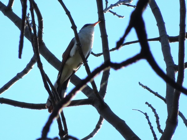 Yellow-billed Cuckoo