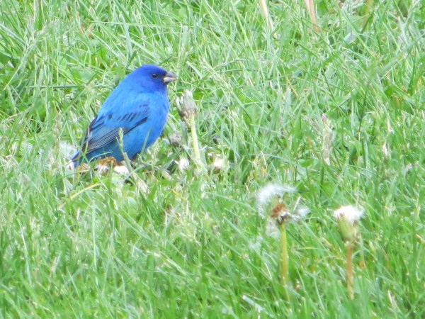 Indigo Bunting
