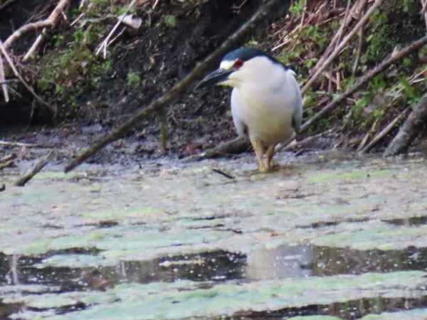 Black-crowned Night-Heron