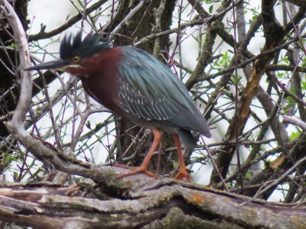 Green Heron