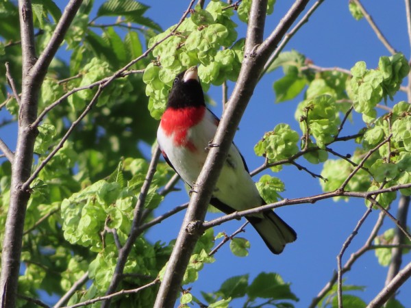Rose-breasted Grosbeak