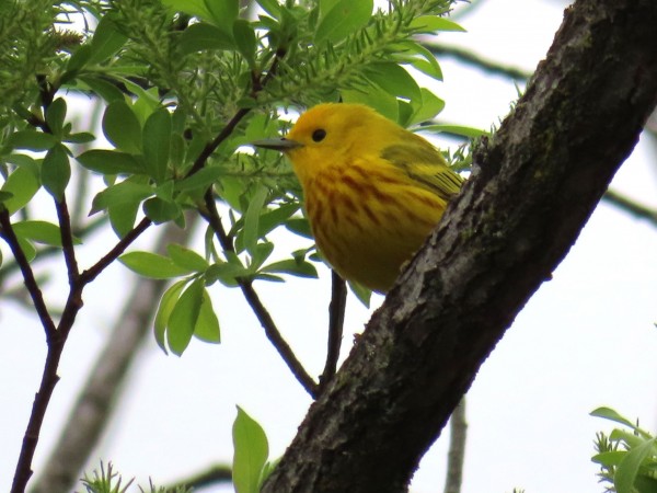 Yellow Warbler 
