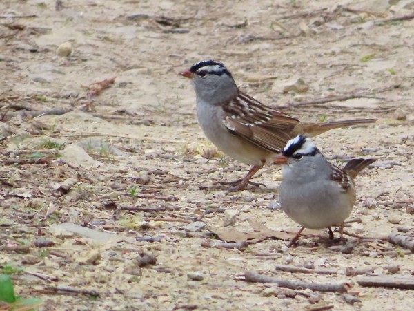 White-crowned Sparrows