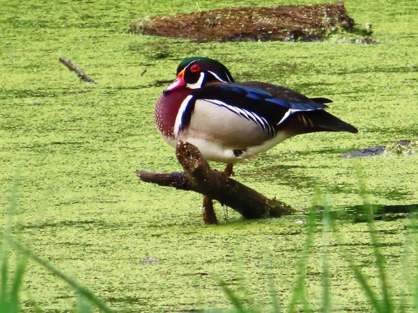 Wood Duck 