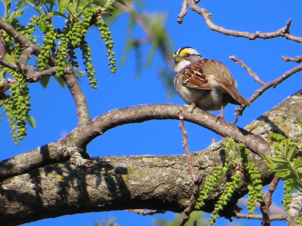 White-throated Sparrow 
