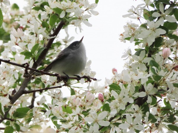 Blue-gray Gnatcatcher