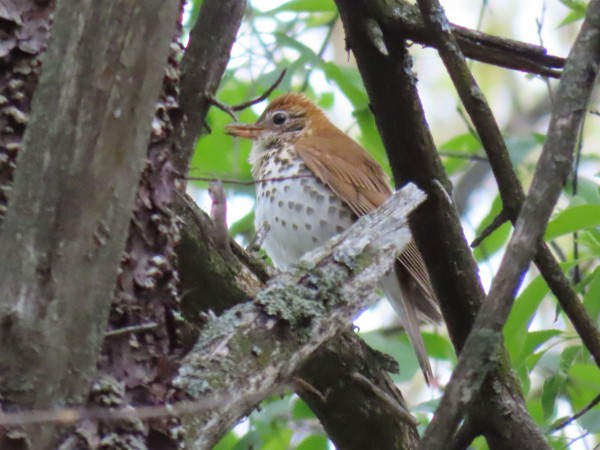 Wood Thrush
