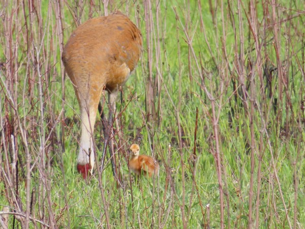 Sandhill Cranes