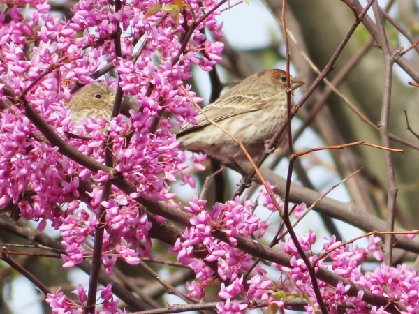 House Finches