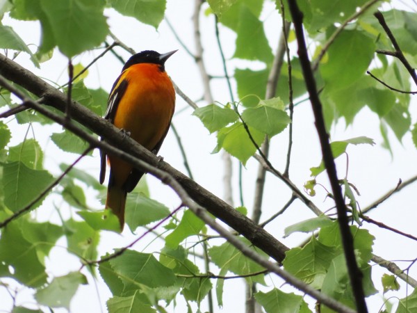 Baltimore Oriole 