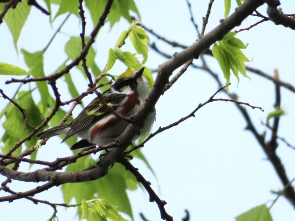 Chesnut-sided Warbler