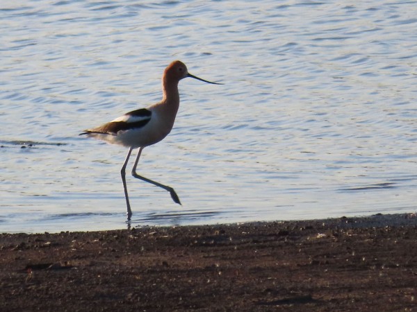 American Avocet