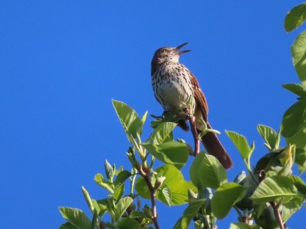 Brown Thrasher 